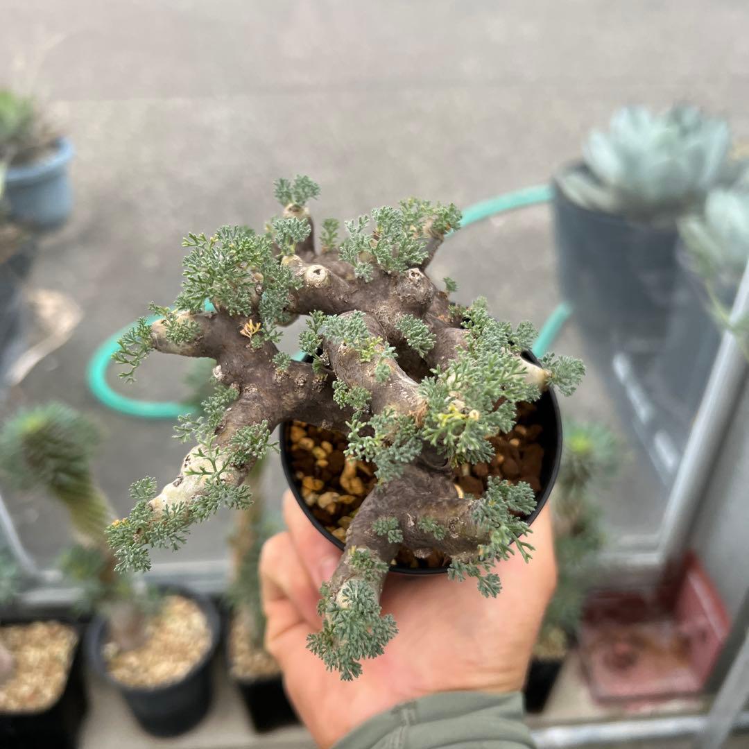 モンソニア　ムルチフィダ