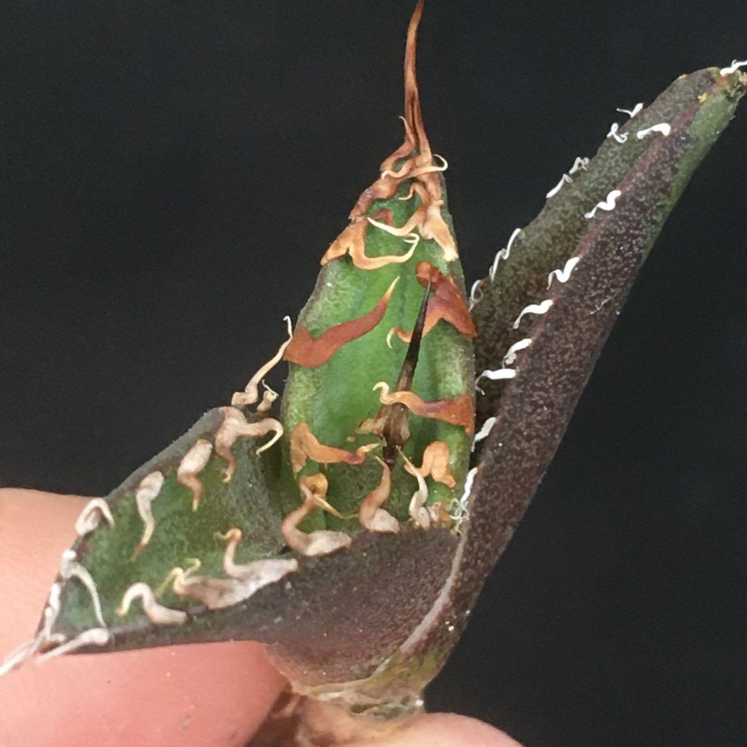 【高騰品種】9 シーザー×レッドキャットウィーズル hyb 極上強棘陽炎 アガベ