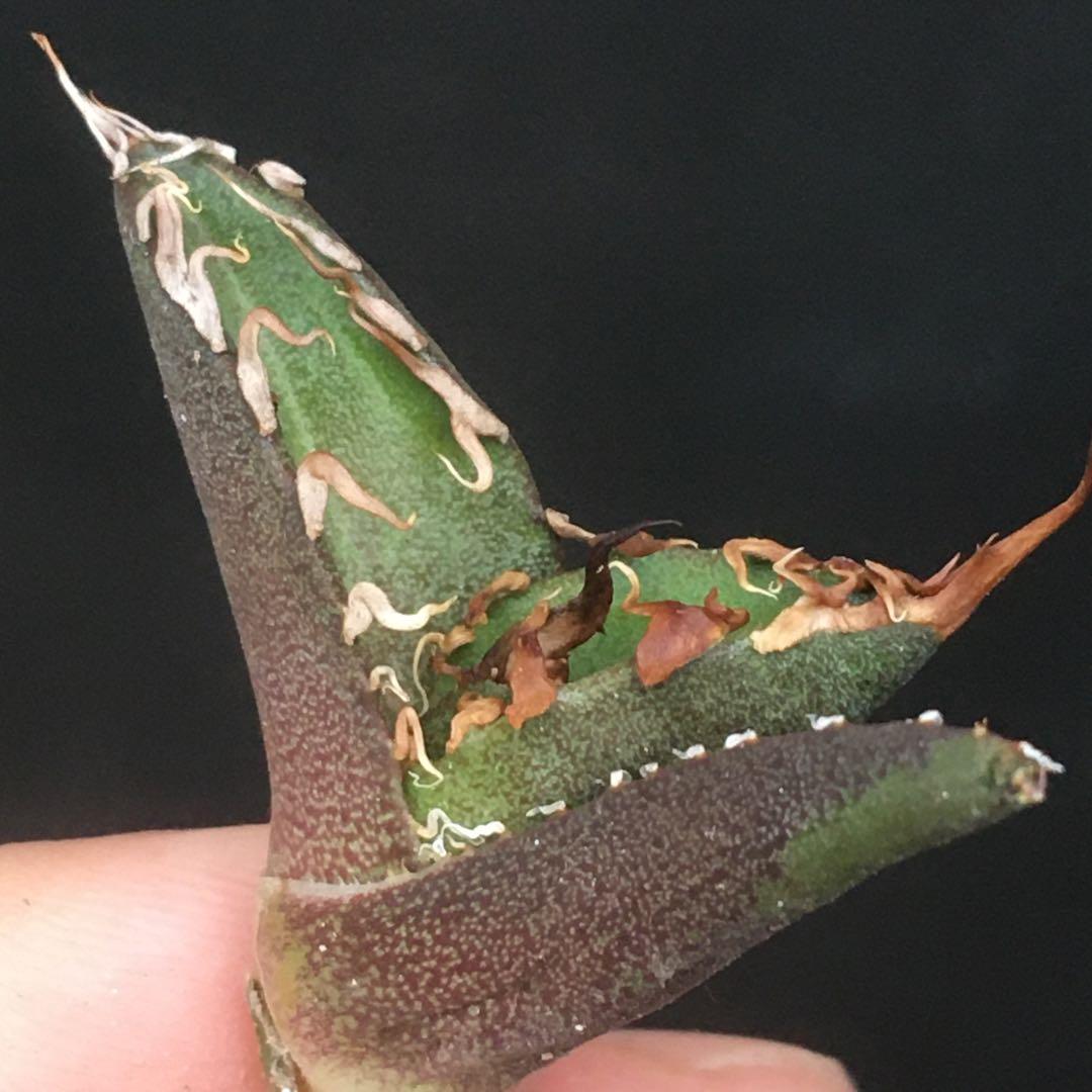 【高騰品種】9 シーザー×レッドキャットウィーズル hyb 極上強棘陽炎 アガベ