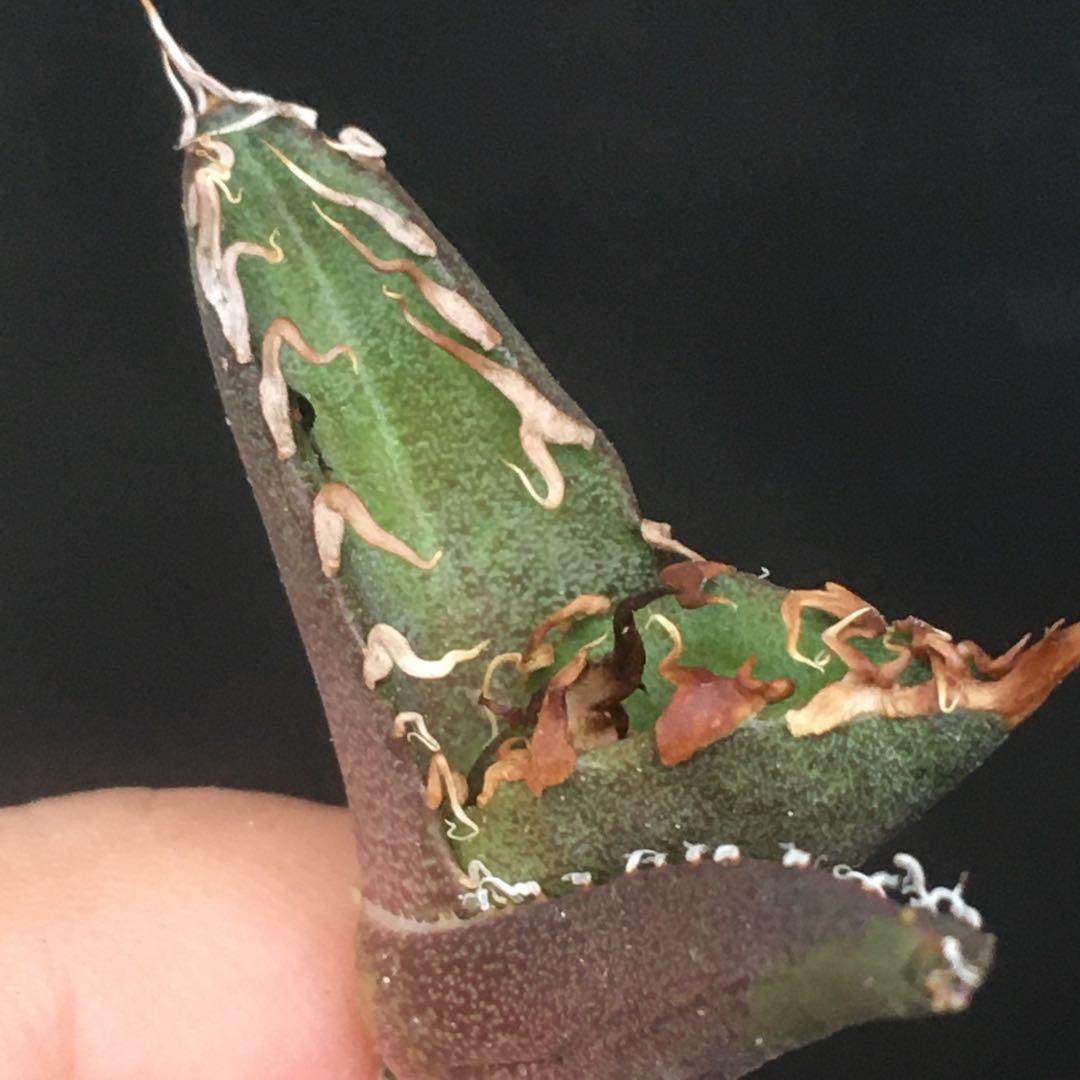 【高騰品種】9 シーザー×レッドキャットウィーズル hyb 極上強棘陽炎 アガベ