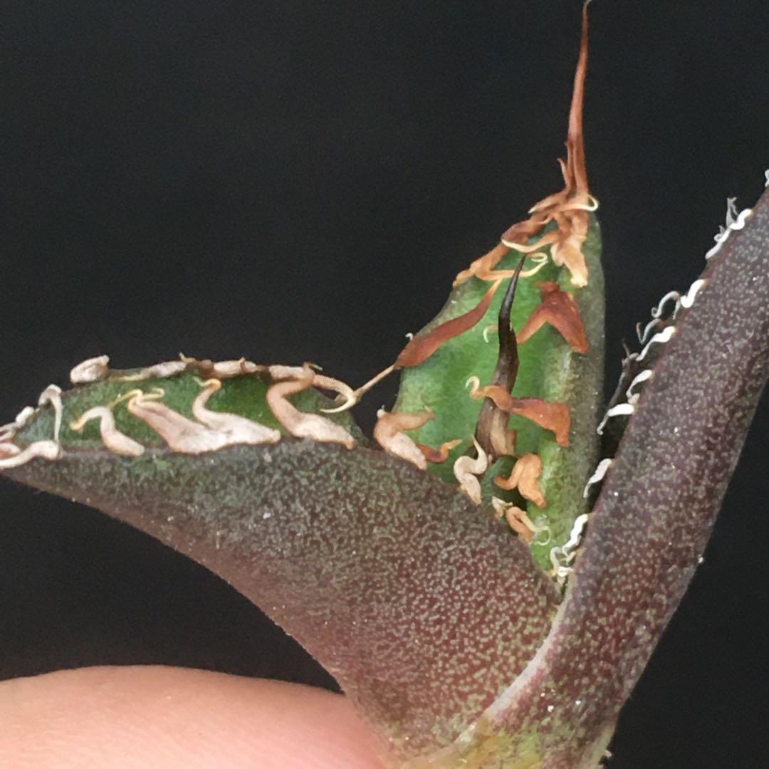 【高騰品種】9 シーザー×レッドキャットウィーズル hyb 極上強棘陽炎 アガベ