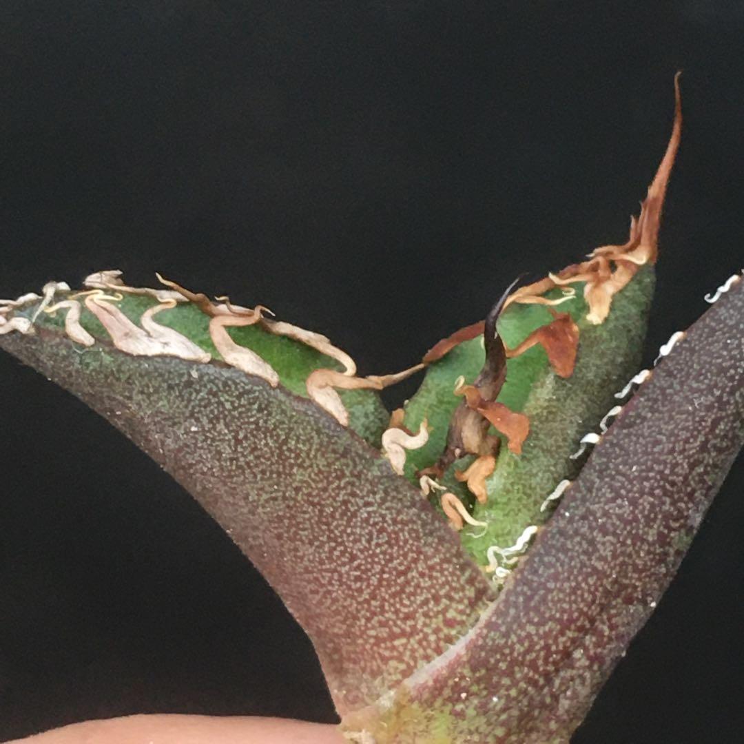 【高騰品種】9 シーザー×レッドキャットウィーズル hyb 極上強棘陽炎 アガベ