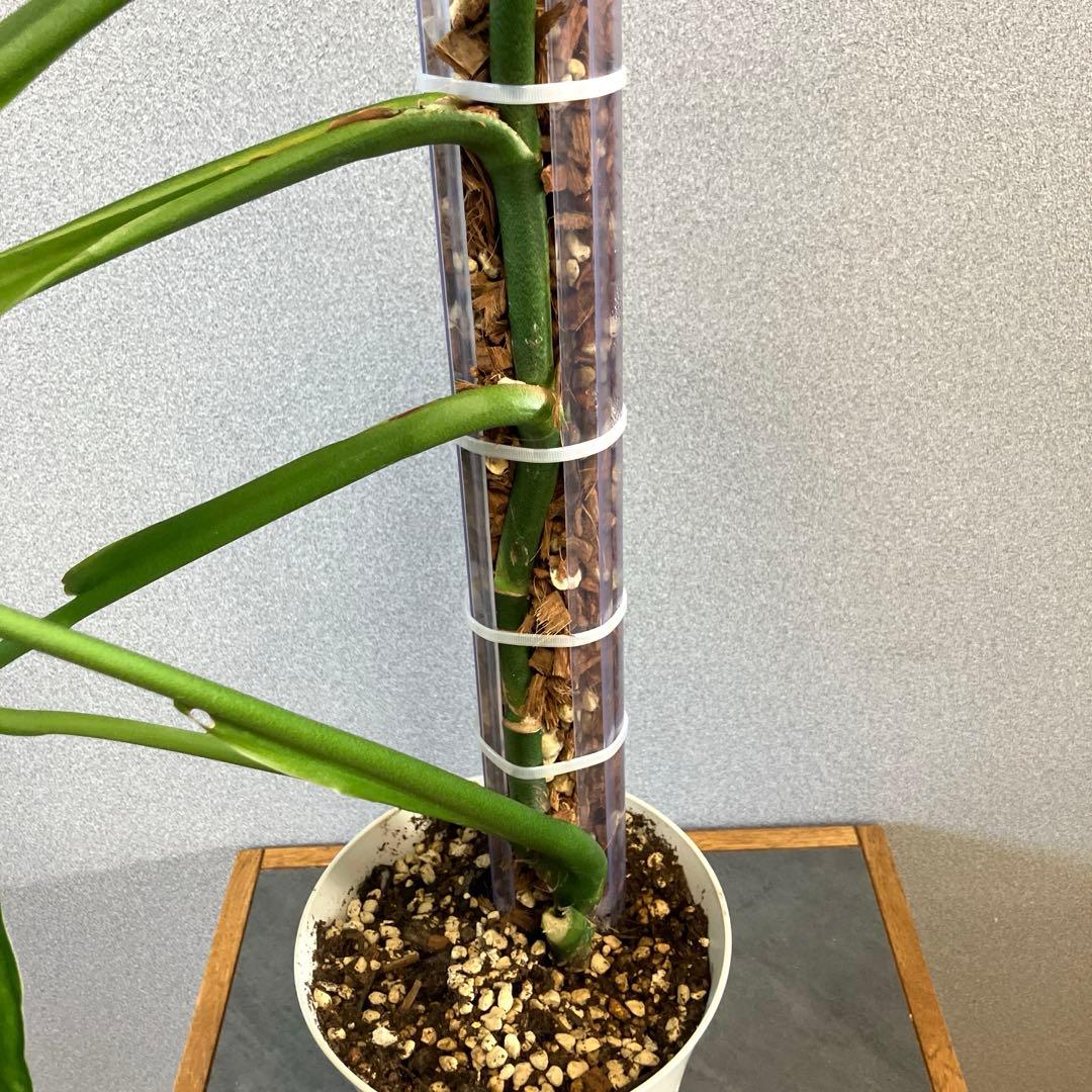 超希少❗️登り棒❗️サイズ大❗️モンステラ　エスケレート✨