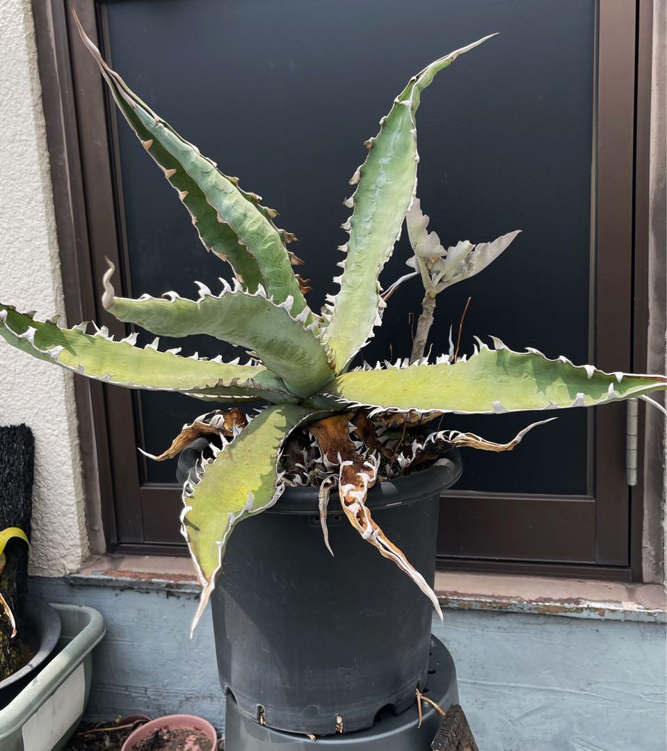 アガベ 選抜株　キシロナカンサ　酒呑童子　親株　グネグネ