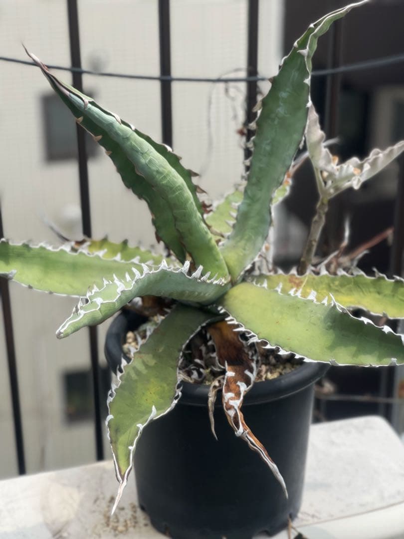 アガベ 選抜株　キシロナカンサ　酒呑童子　親株　グネグネ