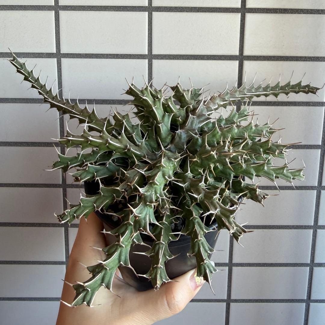 極レア ユーフォルビア ウリギアナ 実生 10cm鉢 充実株