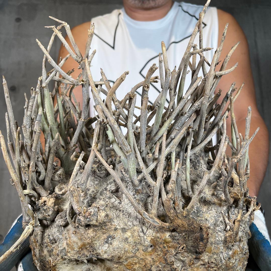 R*i様 33 激レア 超大株 アデニア ペチュエリー 現地球 鮮度抜群