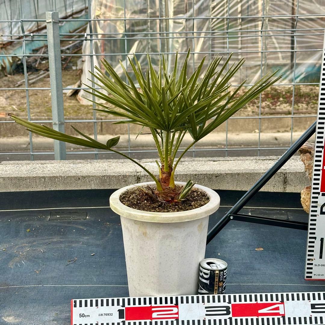 チャメロプス • フミリス 【樹高:約50㎝】Feb10