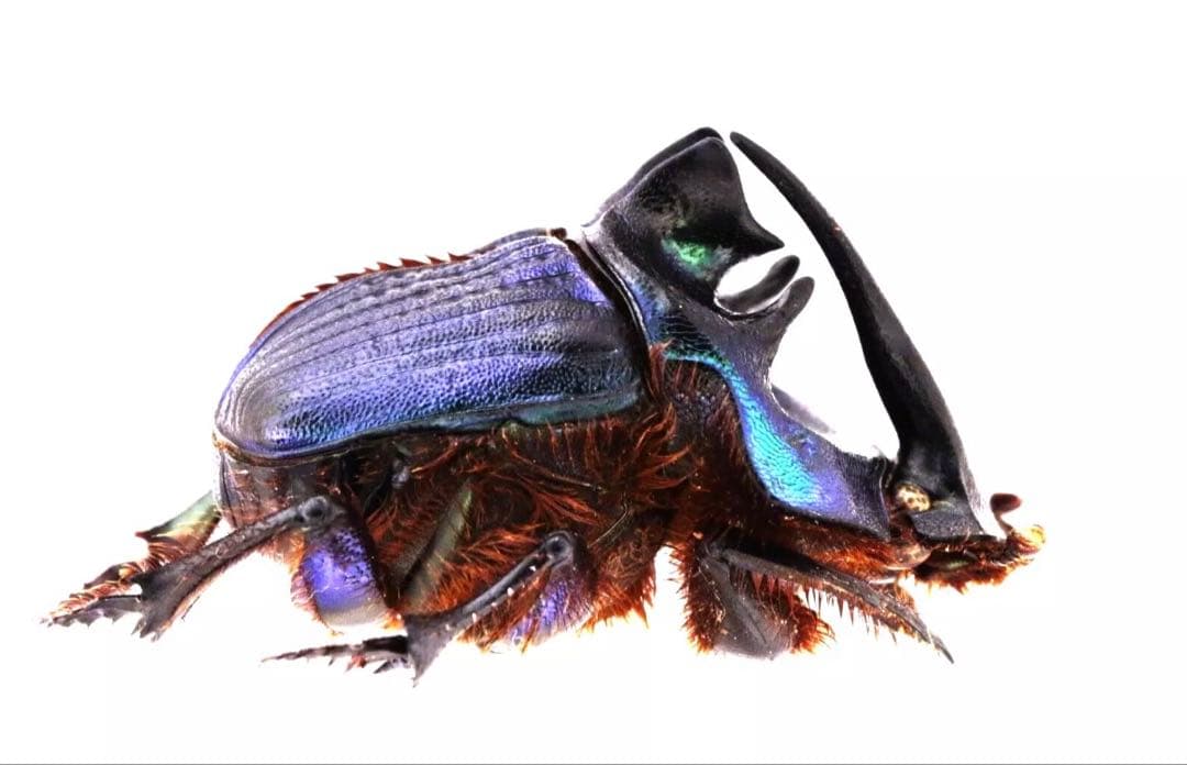 ボナリエンシスオオニジダイコクコガネ　ブルー系　大型ペア