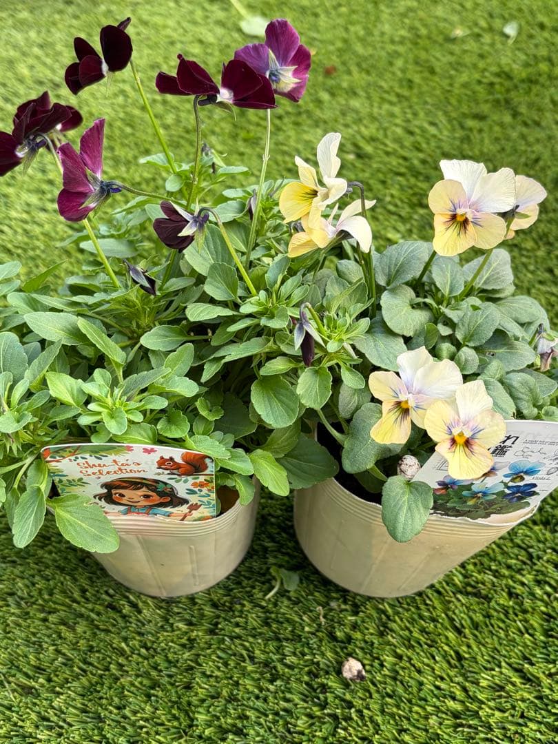 二株セットすみれ図鑑パルプンテ色変わりビオラ多花性花苗