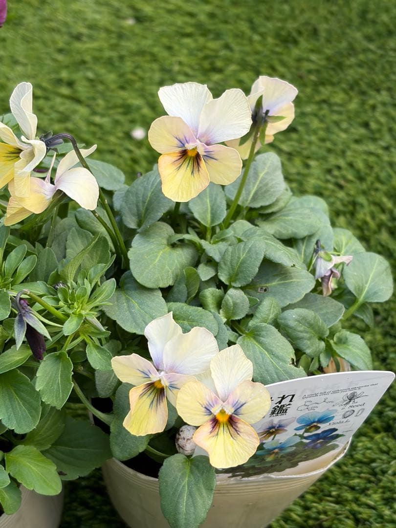 二株セットすみれ図鑑パルプンテ色変わりビオラ多花性花苗