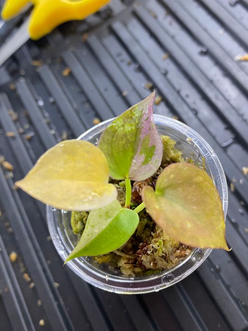 アンスリウム　ブラックドラゴン【斑入】