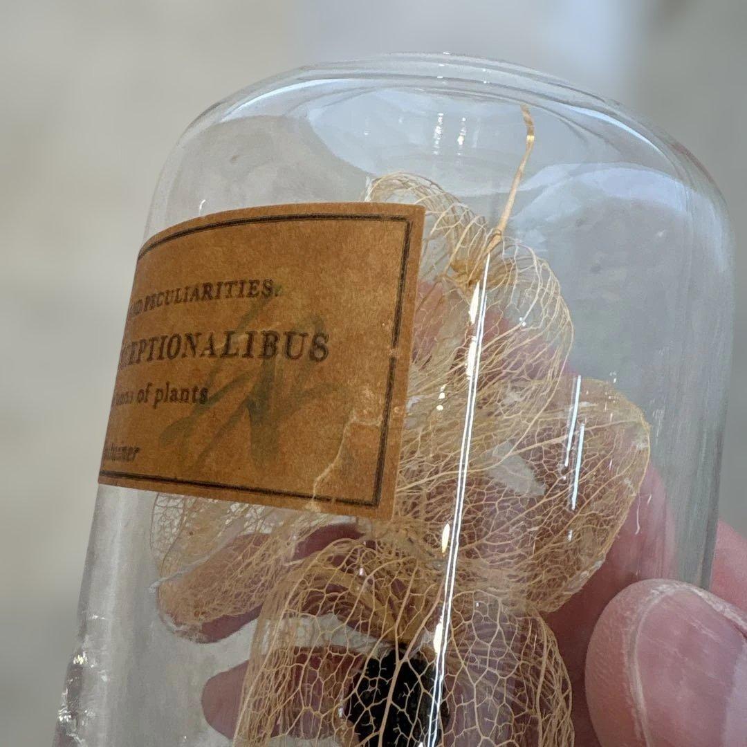 herbarium exceptionalibus ハーバリウム ②