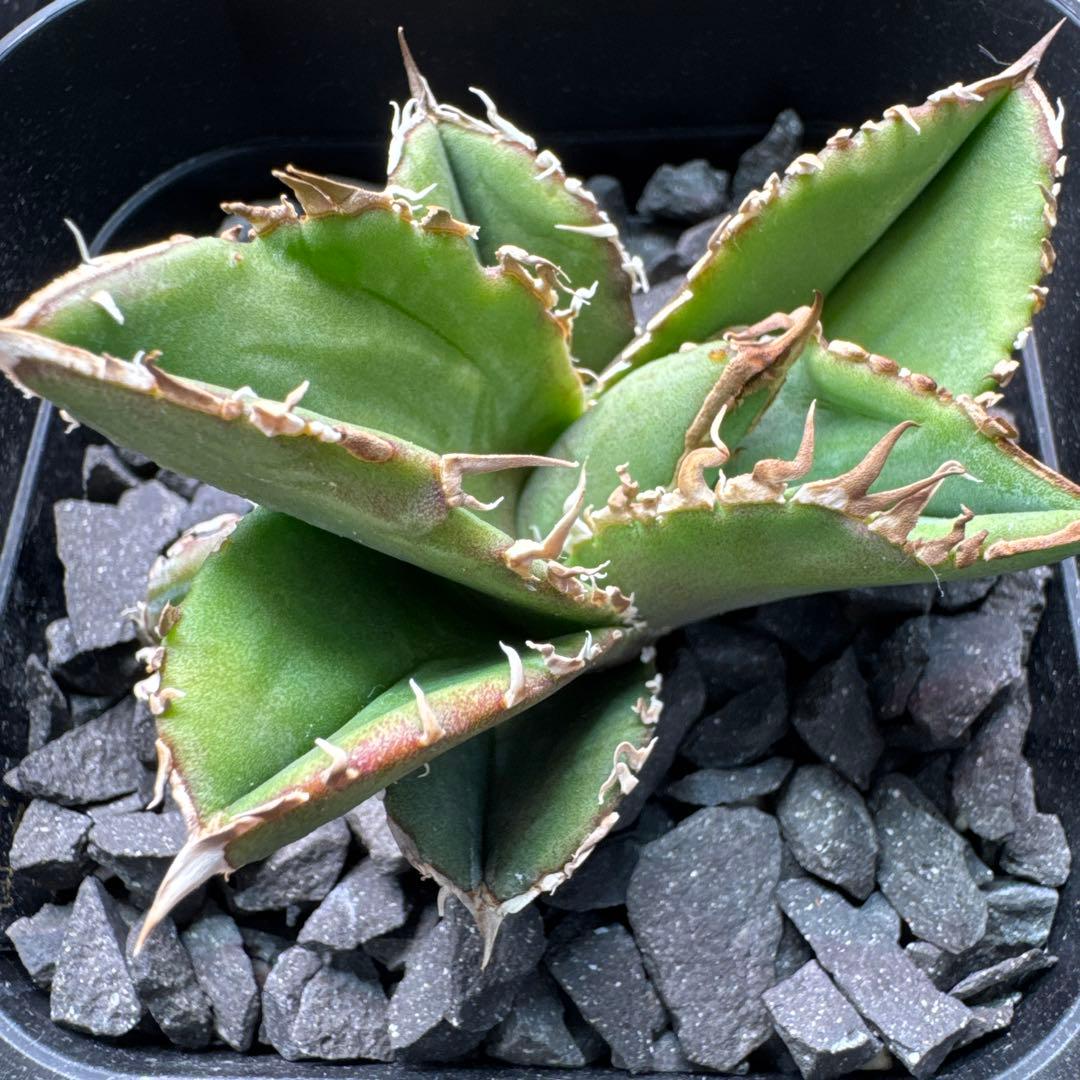 【有名趣味家血統】アガベ⭐︎チタノタ⭐︎皇冠⭐︎子株⭐︎台湾lize⭐︎タグ付き⭐︎