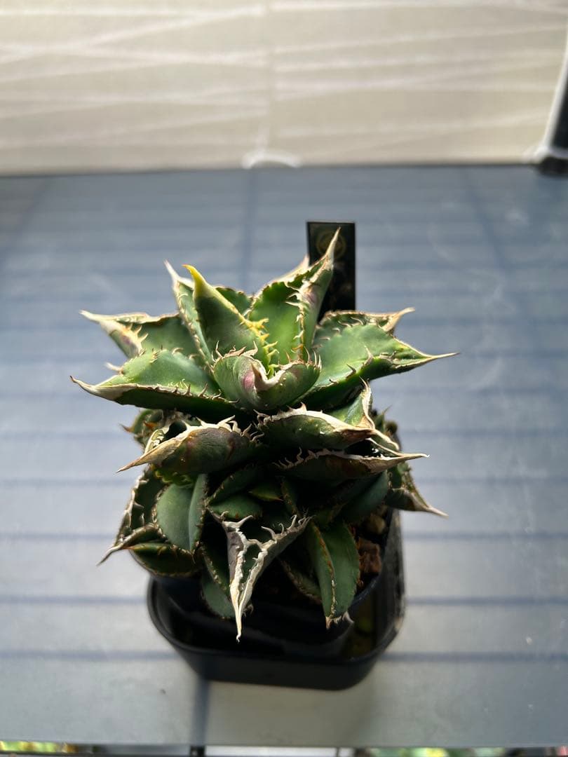 アガベ 鰐亀MOTHER　子株付き