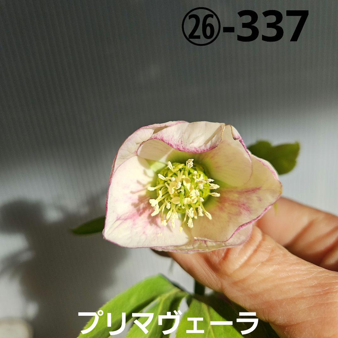 ㉖-337クリスマスローズ