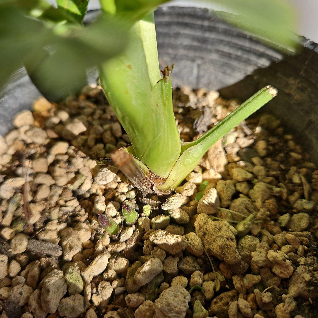 ㉖-337クリスマスローズ