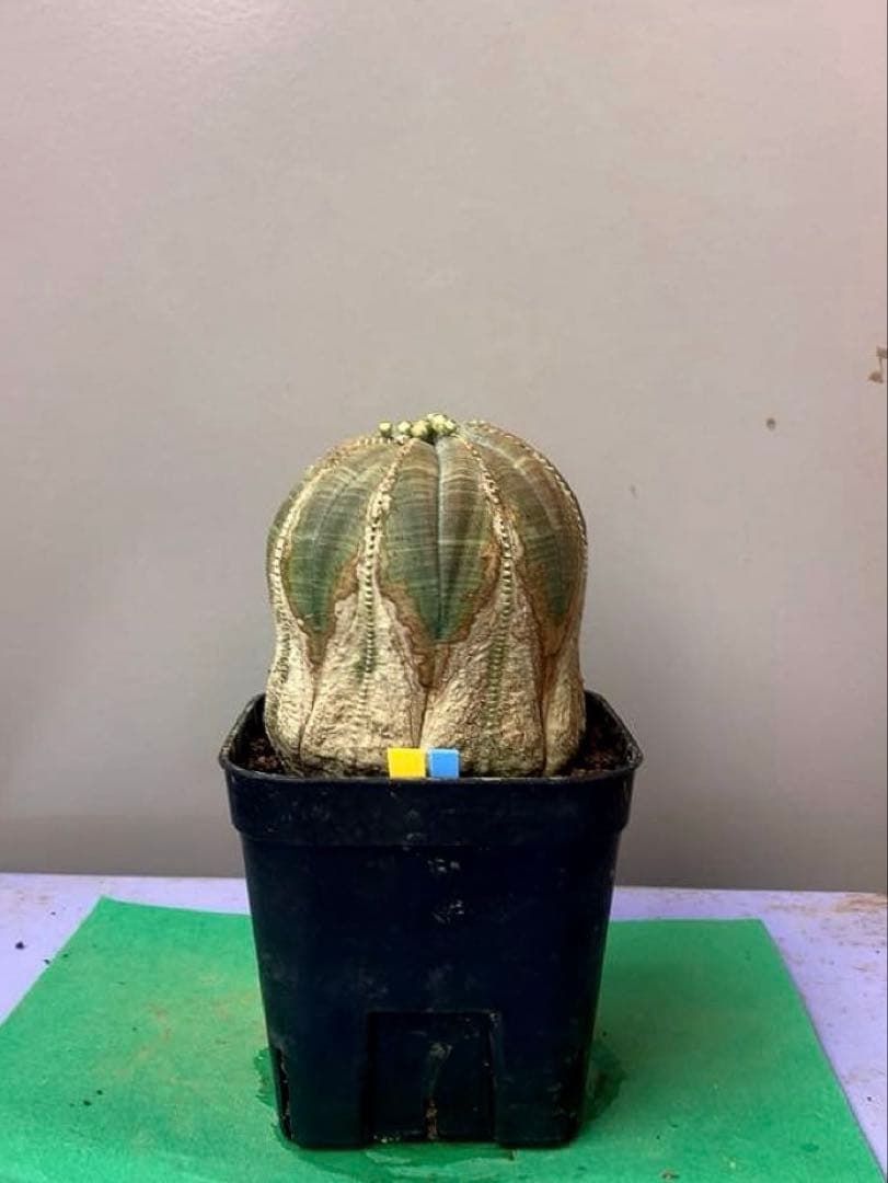 ユミヨシ様 リクエスト 2点 まとめ商品