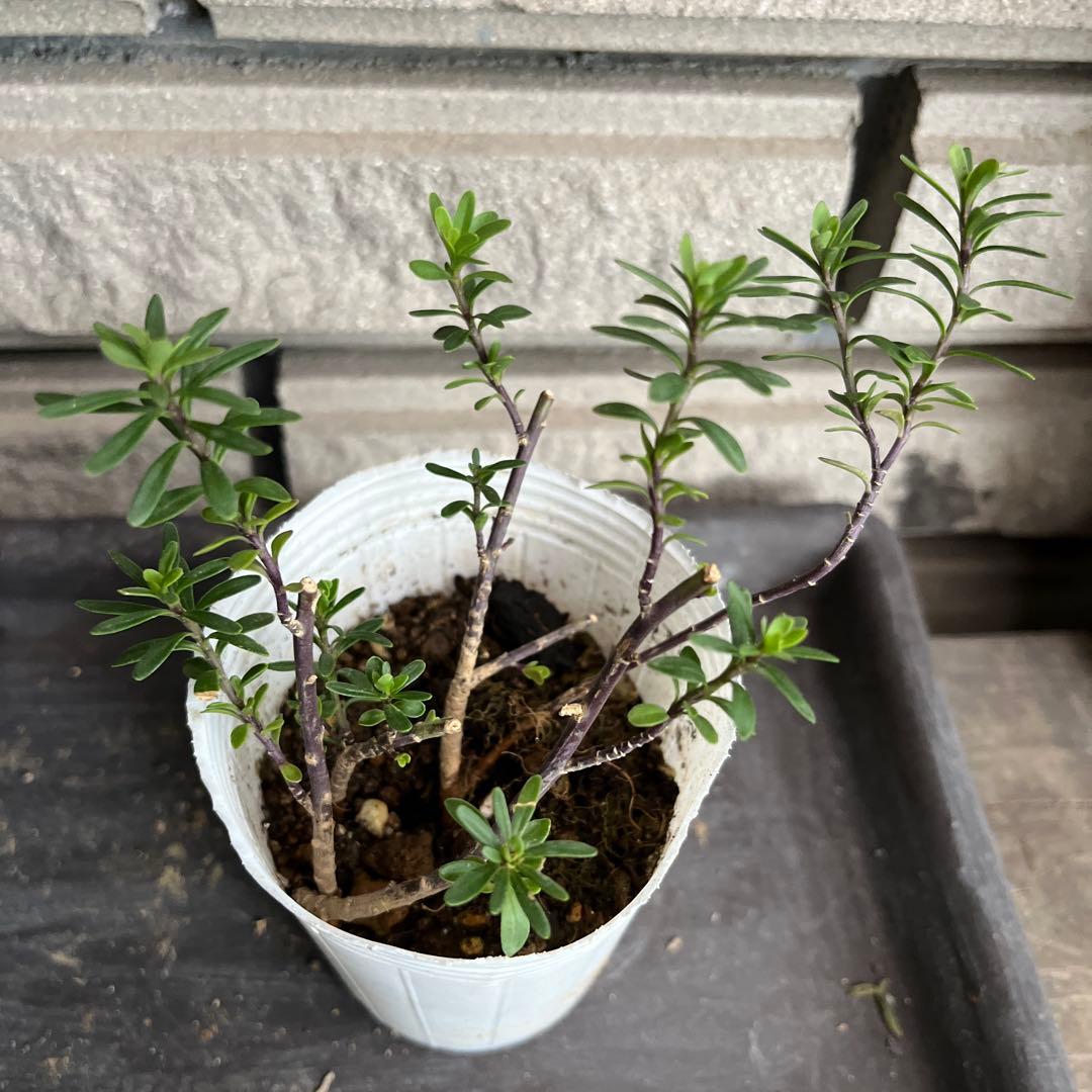 宿根(ᵔᴥᵔ)挿し穂　寄せ植えにも♡ほったらかし♡グランドカバー