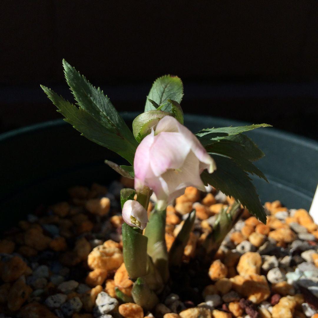 クリスマスローズ苗セット　ssチベタヌス3号＆dd小輪多弁ニゲルセルフ3号苗