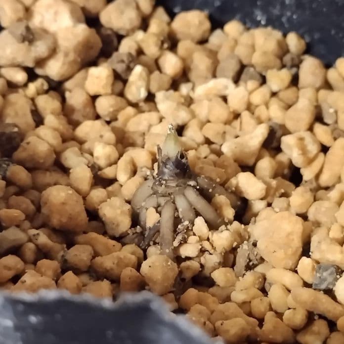 クリスマスローズ苗セット　ssチベタヌス3号＆dd小輪多弁ニゲルセルフ3号苗