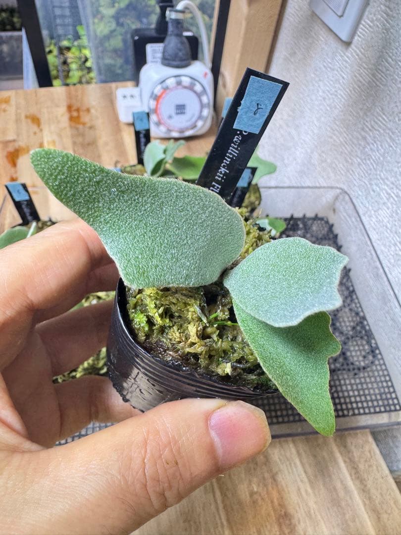 willinckii Fly ドワーフ確定　⑧