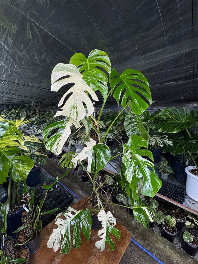 33モンステラ　ボルギシアナ　アルボ　白ホワイトタイガー斑入り　鉢モスポール付き