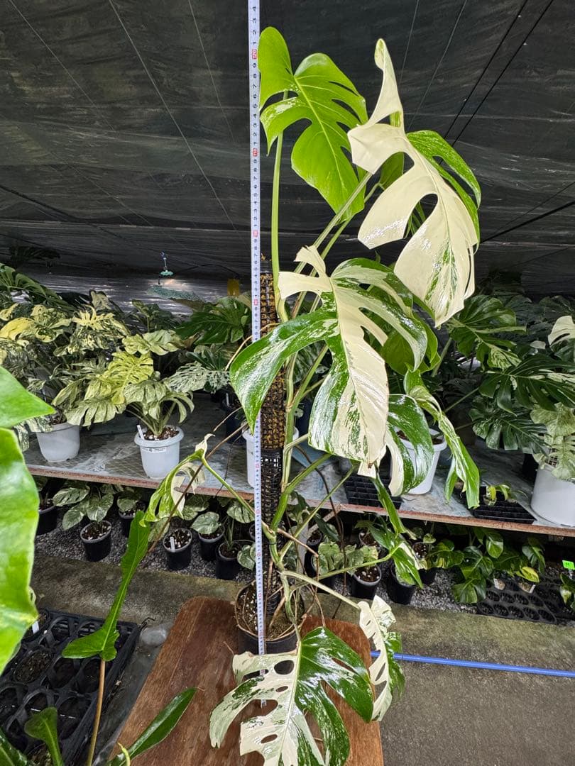 33モンステラ　ボルギシアナ　アルボ　白ホワイトタイガー斑入り　鉢モスポール付き