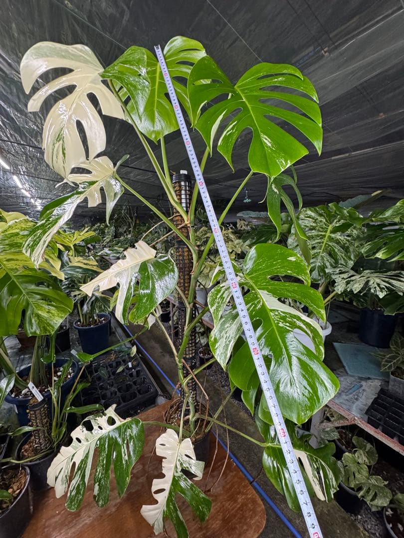 33モンステラ　ボルギシアナ　アルボ　白ホワイトタイガー斑入り　鉢モスポール付き