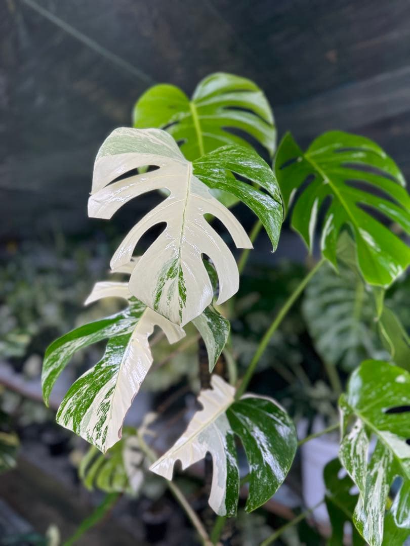 33モンステラ　ボルギシアナ　アルボ　白ホワイトタイガー斑入り　鉢モスポール付き