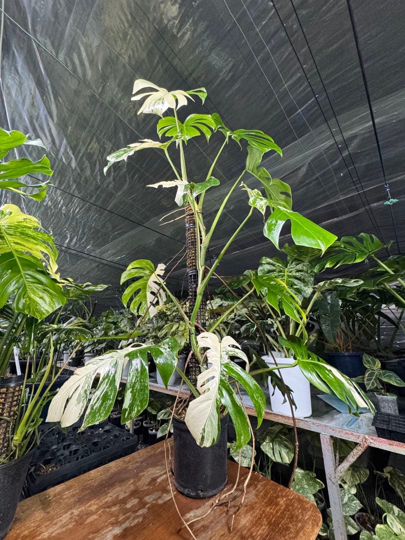 33モンステラ　ボルギシアナ　アルボ　白ホワイトタイガー斑入り　鉢モスポール付き