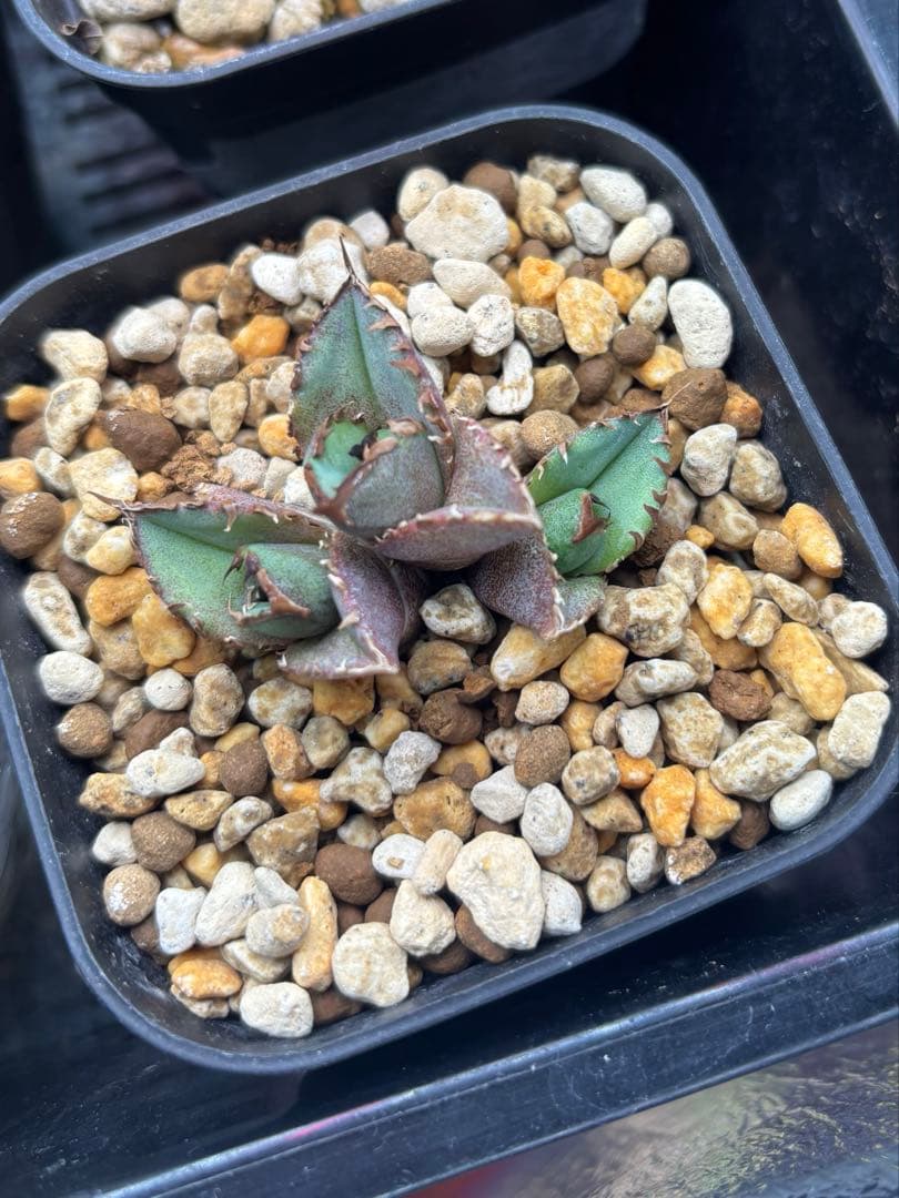 発根済み　アガベ　チタノタ　キングアーサー　多頭子株