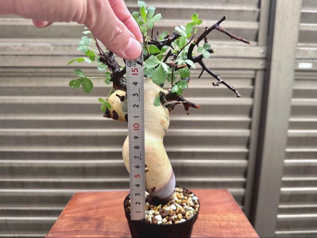 コミフォラピュア カタフ ソマリア産 コレクション