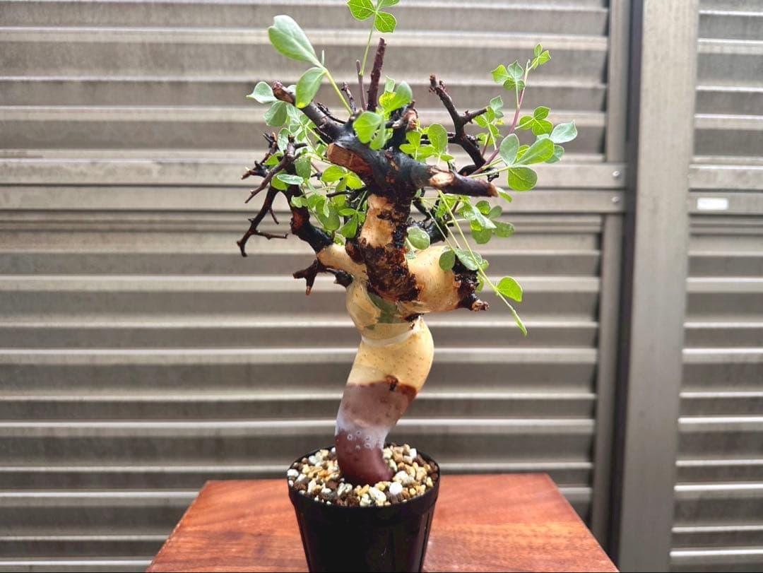 コミフォラピュア カタフ ソマリア産 コレクション