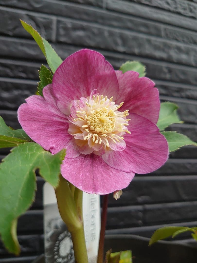 広瀬園芸　クリスマスローズ　Ｃ