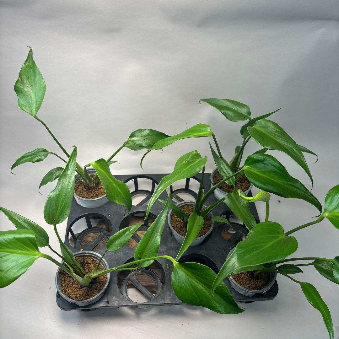 S*T様 5株セットms36モンステラ バールマルクスフレーム