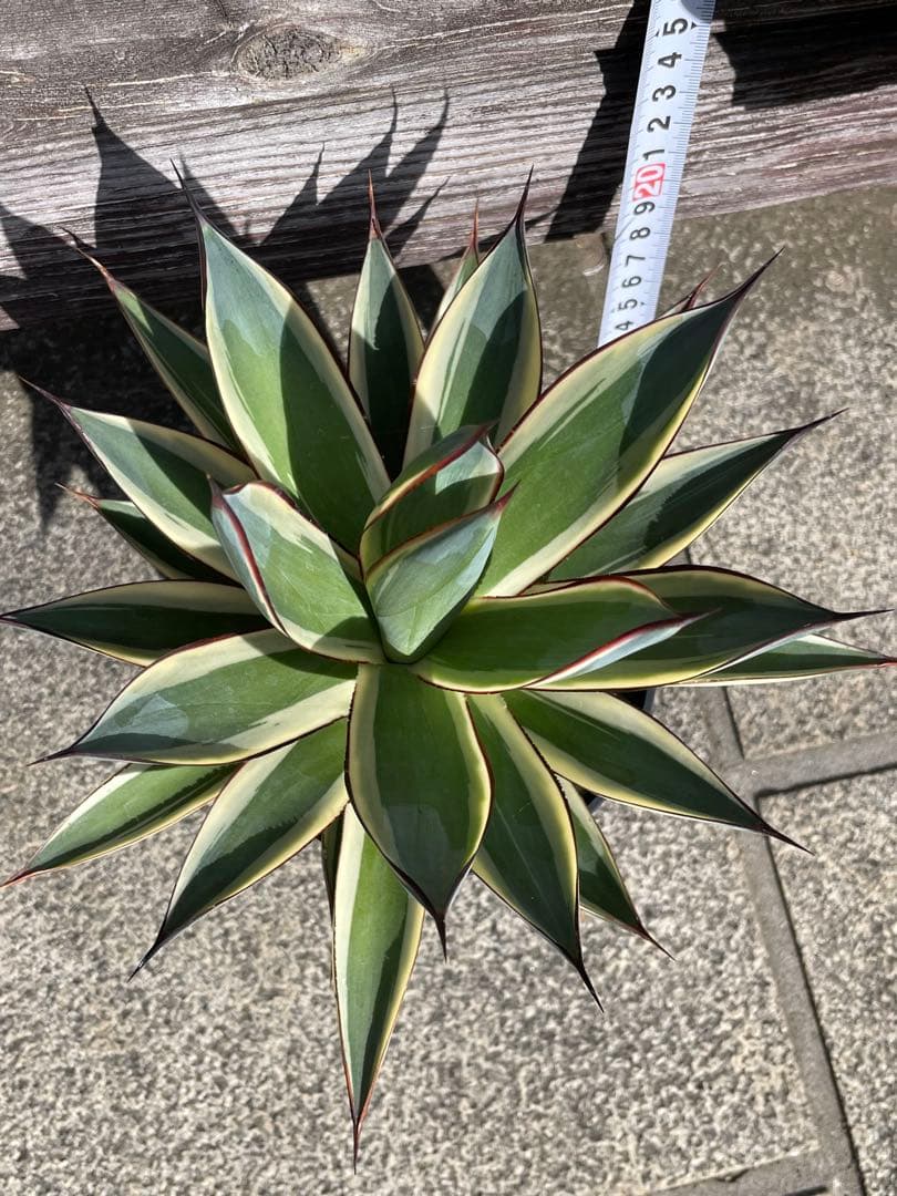 美形！　人気種　スノーグロー　アガベ　斑入り