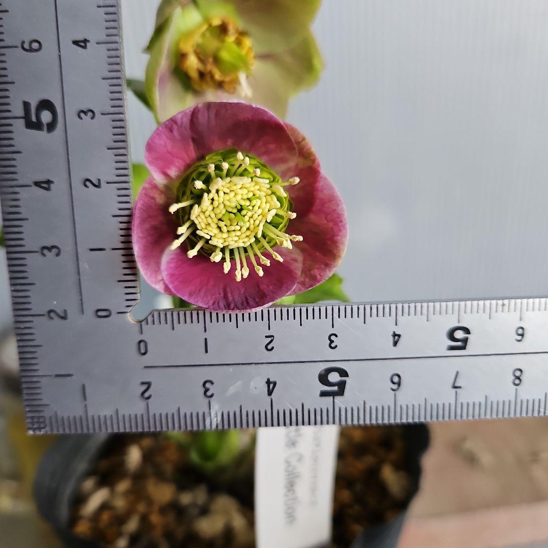 ㉖-414クリスマスローズ