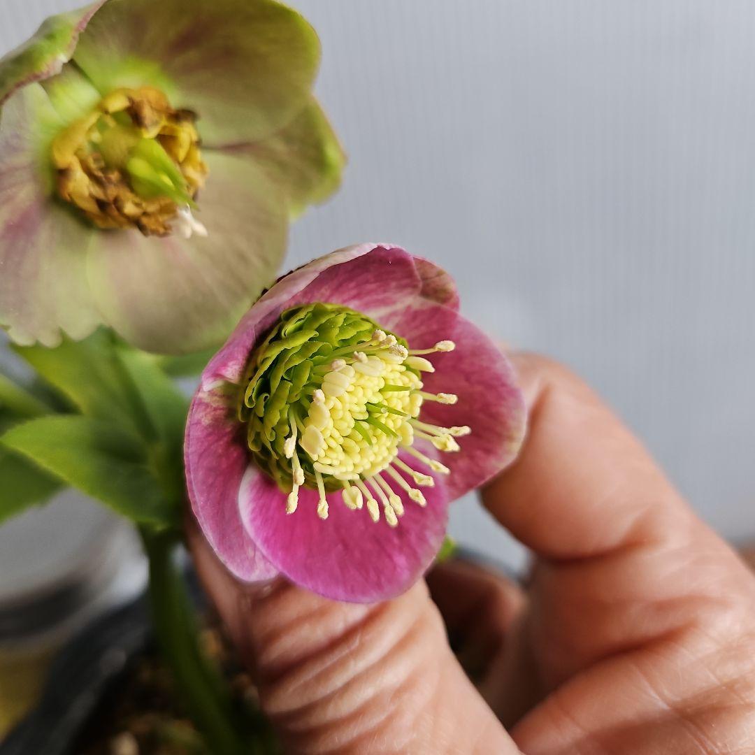 ㉖-414クリスマスローズ