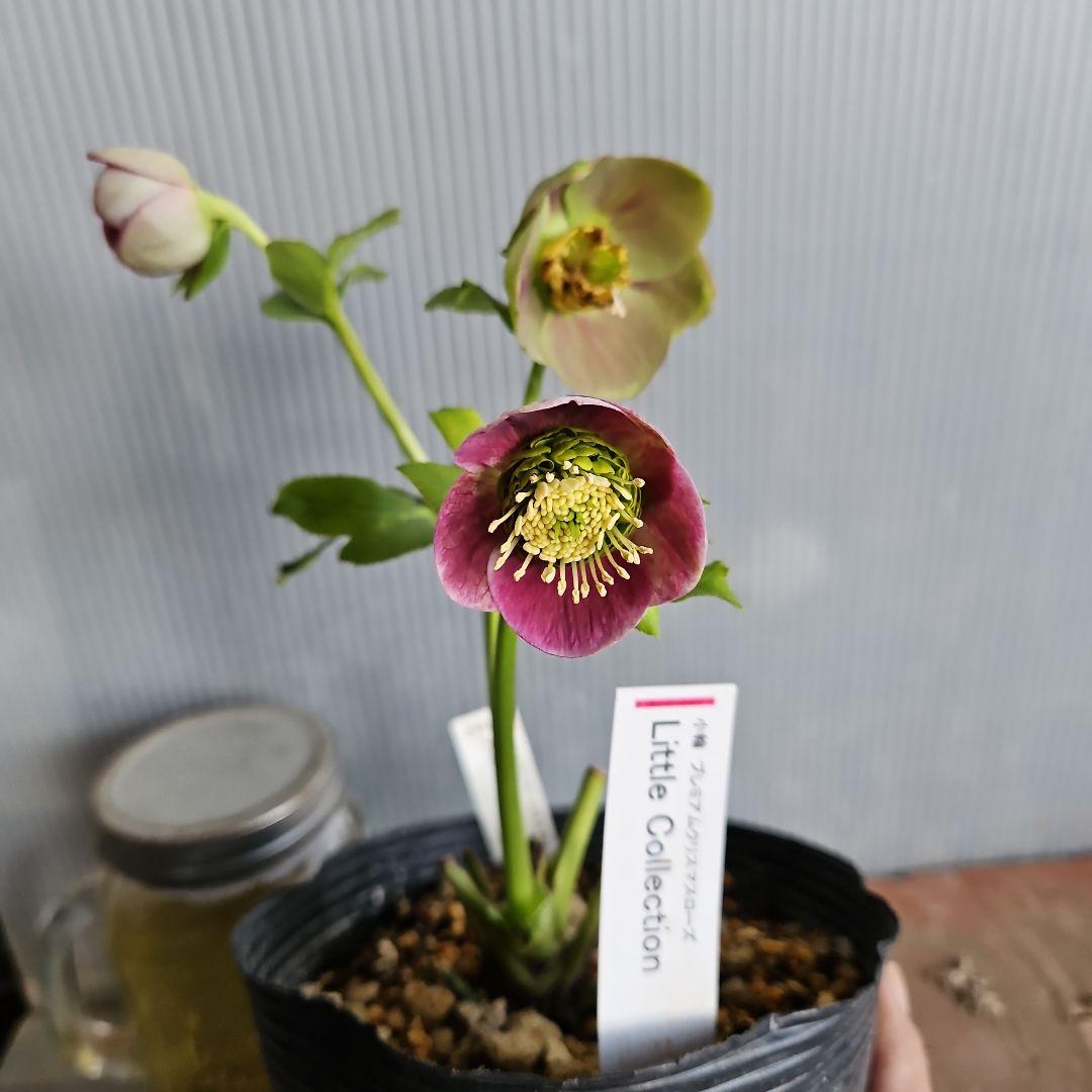 ㉖-414クリスマスローズ