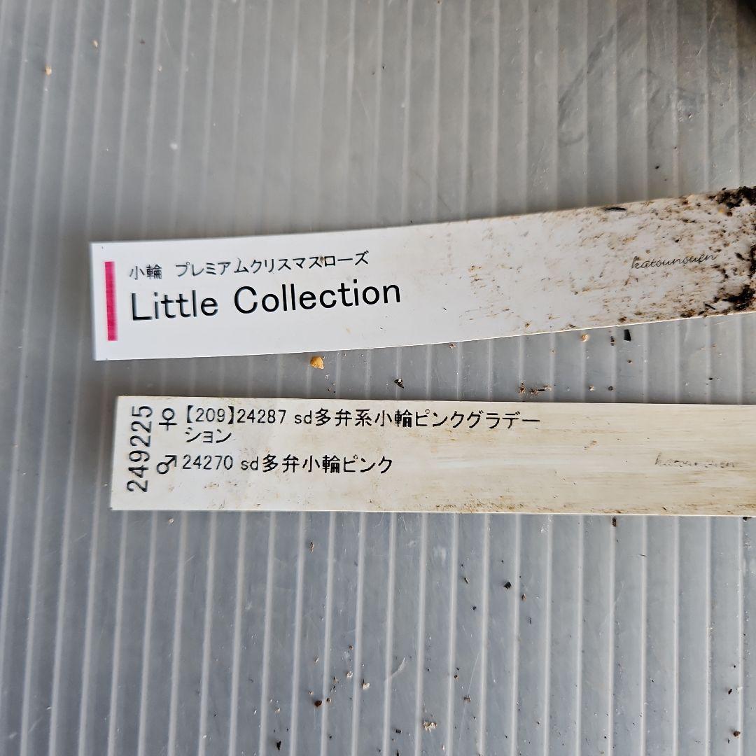 ㉖-414クリスマスローズ