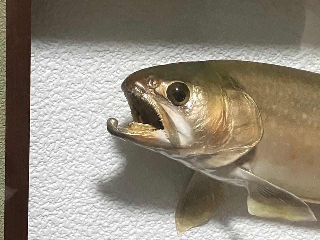 イワナ　剥製