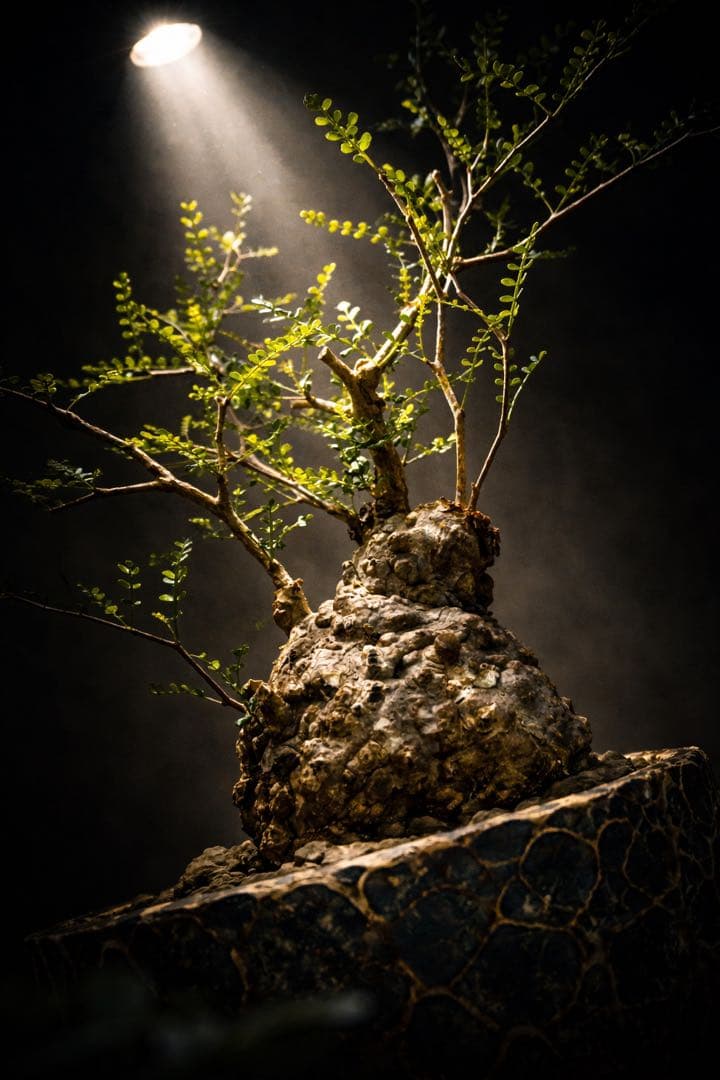 出品終了SALE。丸パキプス【発根済】【ボコ肌】【信楽焼】【作家鉢】