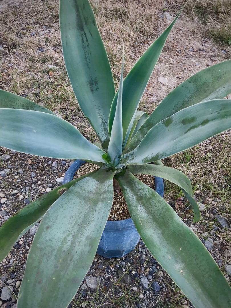 アガベ アテナータ ボーチンブルー　　大株