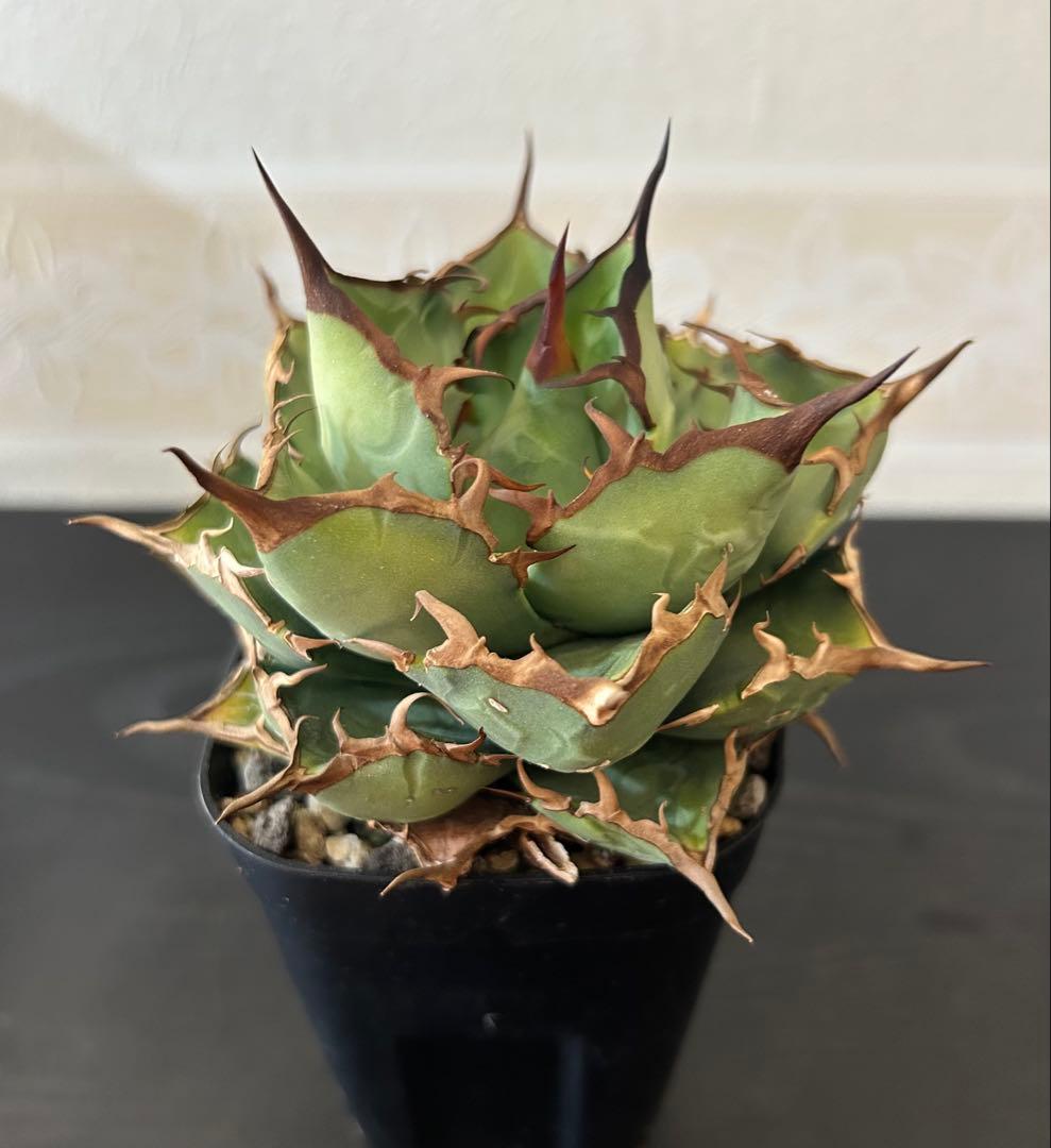 アガベ チタノタ no name(イラン産)