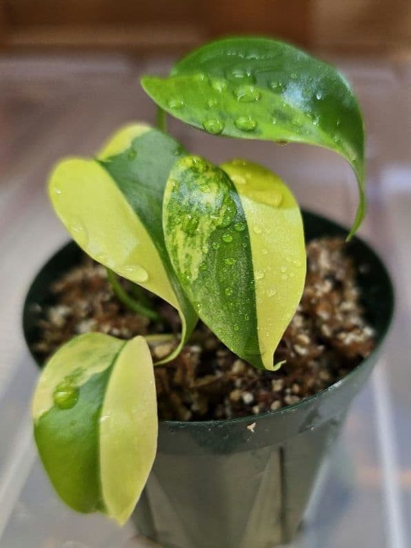 モンステラ　デリシオーサ ”イエローマリリン ”　斑入り！順化済み