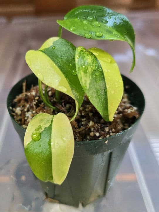 モンステラ　デリシオーサ ”イエローマリリン ”　斑入り！順化済み