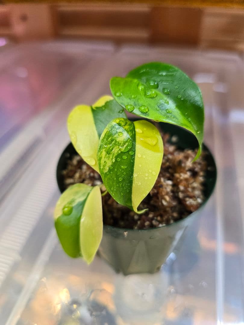 モンステラ　デリシオーサ ”イエローマリリン ”　斑入り！順化済み