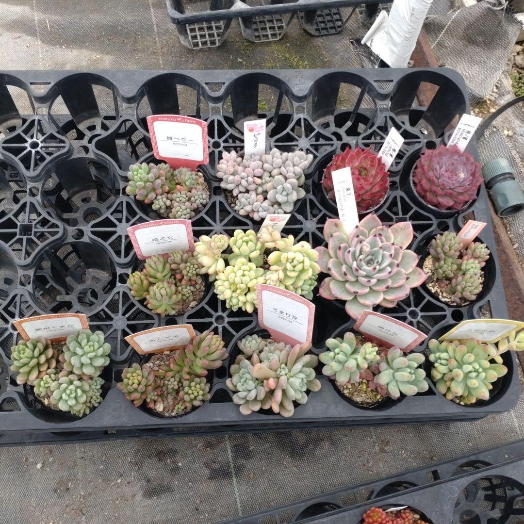 追加検討中 フフフさん専用