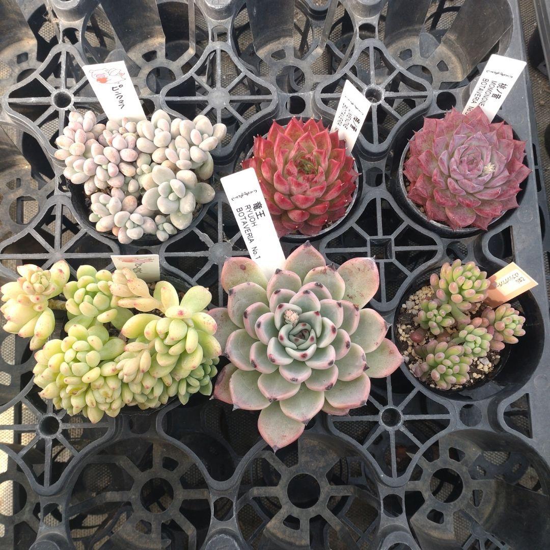 追加検討中 フフフさん専用